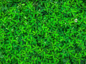 Flower Bed Design & Planting